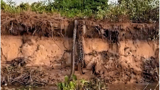 Yaguareté se comió una boa: fake pero no tanto - #FlashChat