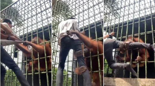 Un orangután atacó a un joven que intentaba grabar un video "divertido" con el primate