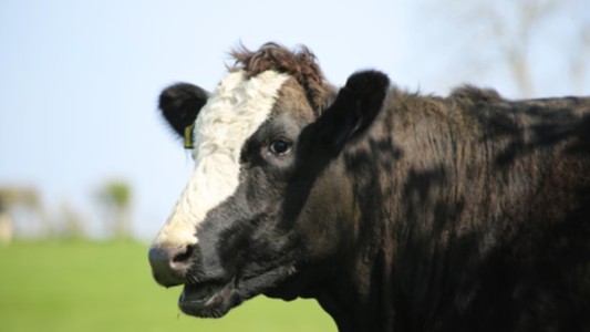 Gas invernadero: impulsan un impuesto a los eructos de vacas y ovejas en Nueva Zelanda