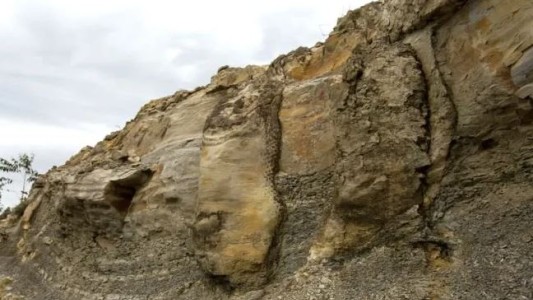 Descubren un bosque fosilizado de 290 millones de años en Brasil