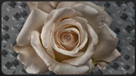 Muestran en un video cómo se abren las flores más bellas de la Tierra