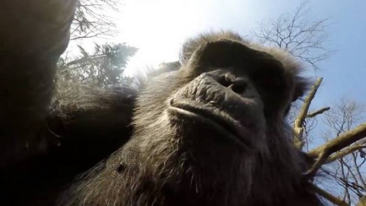 VIDEO: Un chimpancé derribó al drone con el que lo querían filmar