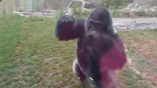 Unos niños enfurecen a un gorila y provocan que rompa el cristal de su jaula