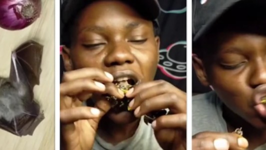 "Nací para el riesgo": tiktoker comió un murciélago y se enfermó gravemente