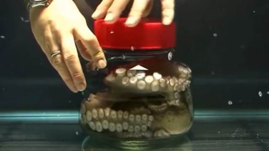 Un pulpo escapista sorprende en internet