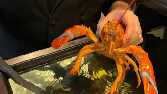 Rareza de la naturaleza: salvaron de ser comida en un restaurante a una langosta única entre 30 millones