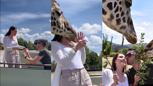 Safari, sorpresa y cabezazo animal - #FlashChat