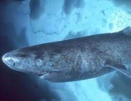 Un tiburón de 400 años, ciego y que vive en el Polo, apareció en el Caribe