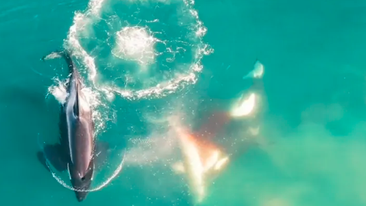Video: tres orcas persiguen, matan y se comen el hígado de un tiburón de 250 kilos