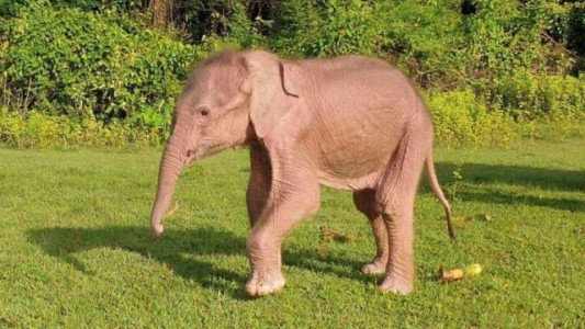 Nació un inusual elefante blanco, símbolo de buena suerte
