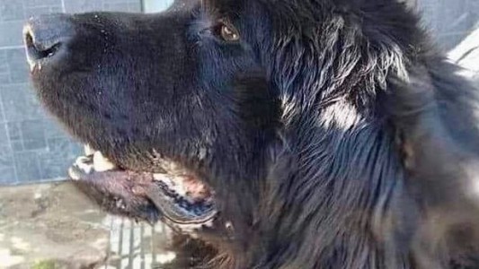 Condenaron a un hombre por matar a un perro de una patada en Río Negro: no irá a la cárcel