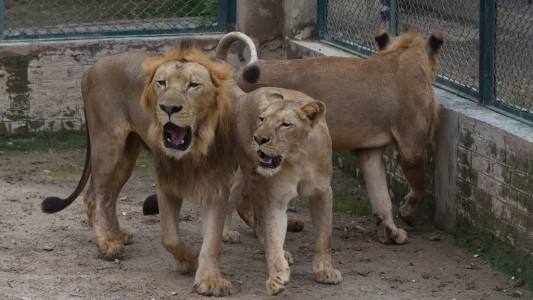 Zoológico subasta a sus leones