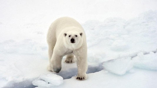 Una turista francesa fue atacada por un oso polar en un campamento del Ártico