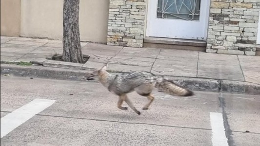 "No intenten agarrarlo": filmaron a un zorro suelto en Mataderos
