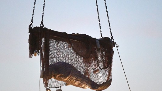 Murió la ballena beluga durante el intento de rescate en el río Sena