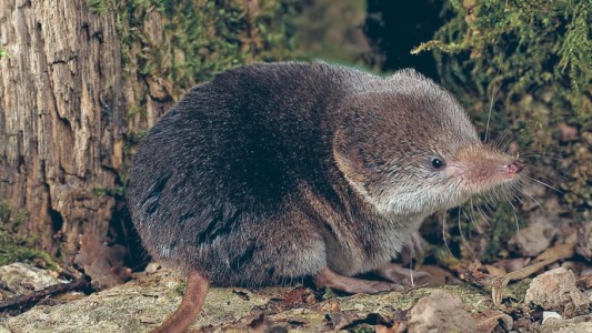 Alerta en China por un nuevo virus de origen animal que infecta a humanos: los síntomas