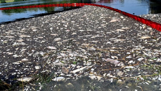 Sacaron más de 100 toneladas de peces muertos de un río: sospechan un vertido tóxico