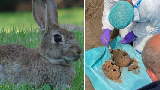 Dos conejos desenterraron huesos en el jardín de una casa: hallaron cadáveres del siglo XIX