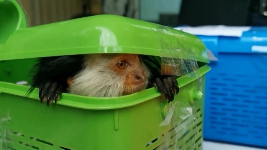 Detenido en el aeropuerto con 17 animales en sus valijas: llevaba monos, lagartos, pitones y hasta un zorro