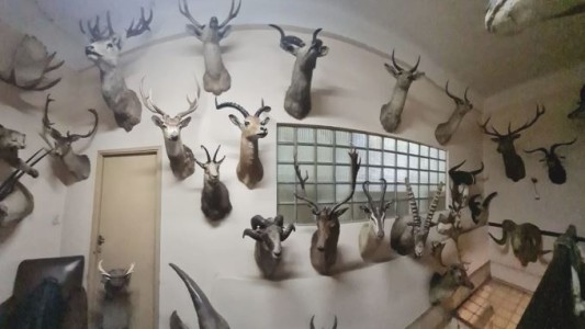 Una fábrica de chocolates tiene una colección de animales exóticos taxidermizados