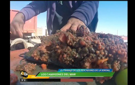 Chile: el trabajo incansable de los pescadores de La Serena