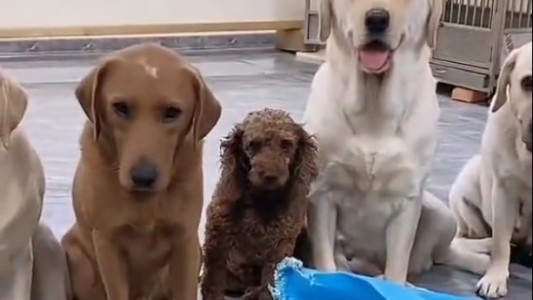 Desopilante: perritos delatan a su compañero y el video se vuelve viral