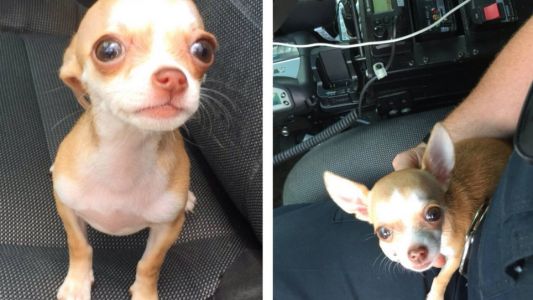 El pedido de un perrito se vuelve viral