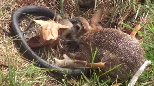 Video viral: feroz ataque de una coneja a una serpiente para salvar a su cría
