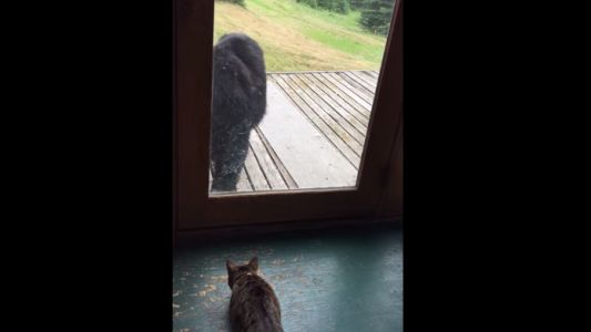 #VideoViral Un "gato guardián" ahuyenta a un oso que merodeaba su casa