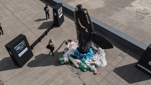 Una ballena en Buenos Aires: instalación interpela para proteger la especie