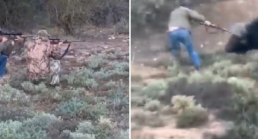 Difundieron el video del búfalo que mató a un cazador mexicano en Entre Ríos