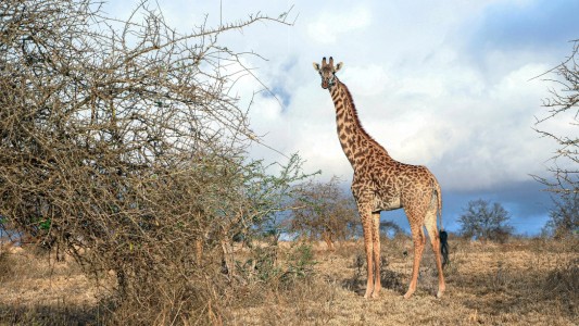Una jirafa mató a una nena de 1 año en una reserva natural
