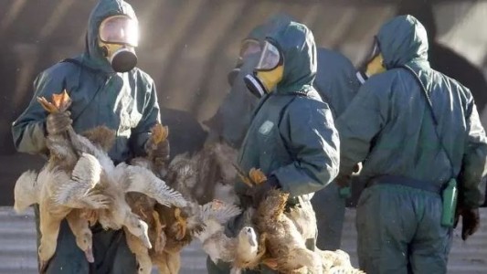 Países Bajos sacrificó 300.000 pollos por un brote de gripe aviar altamente contagiosa