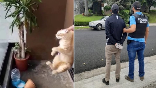 Tiró a su gato desde el sexto piso y lo mató: lo condenaron a dos años de prisión