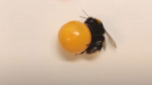 Estudio científico concluye que a los abejorros les gusta jugar con pelotas