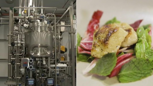 Aprobaron la producción de carne cultivada a partir de células animales en Estados Unidos