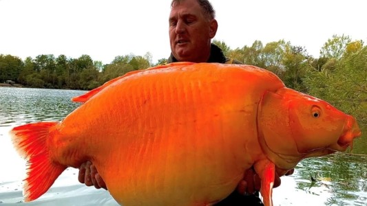 Tras batallar 25 minutos, logró atrapar al pez dorado más grande del mundo