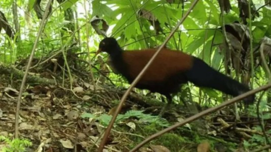 Viajaron a una isla para hallar misteriosa ave, vista por última vez hace 140 años: al mes, cuando estaban por irse, la hallaron