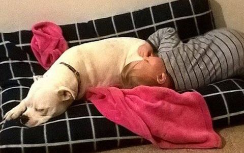 La amistad entre una bebé y un perro unidos por la falta de un brazo