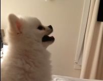#VideoViral : furor en las redes por el estornudo de un perro