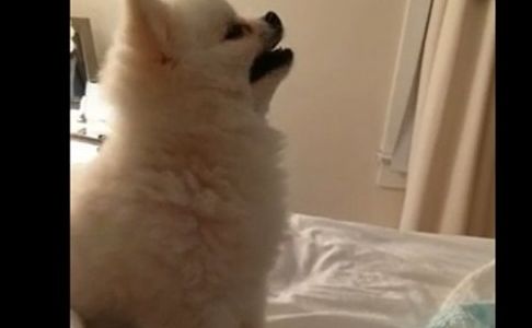 #EsViral: el estornudo de un perro causa furor en internet