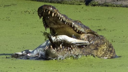 Las fotos que muestran a un cocodrilo comerse una cría