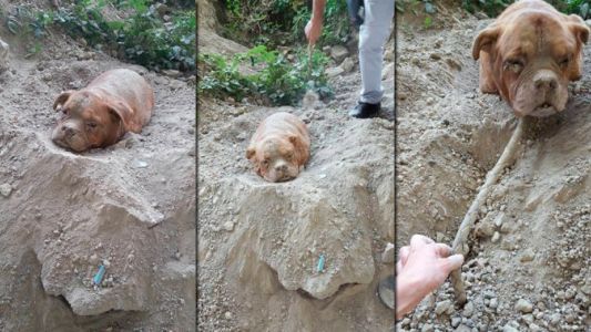 Rescatan a un perro que había sido enterrado hasta el cuello en un parque en Francia