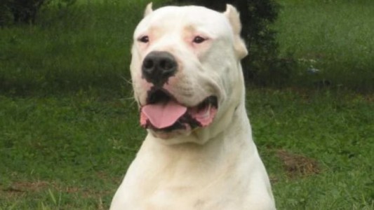 Un dogo argentino atacó a su dueño y a su hija en Córdoba: el hombre está grave