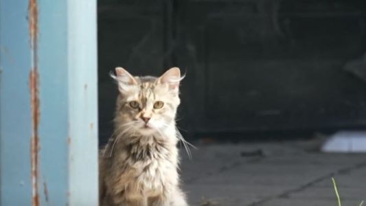 "Amor animal": estos perros y gatos no tienen casa ni dueño, pero las tienen a ellas