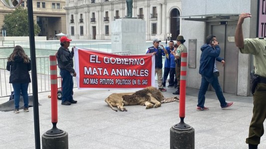 Dejan un león muerto frente a la Casa de Gobierno de Chile en protesta por maltrato animal