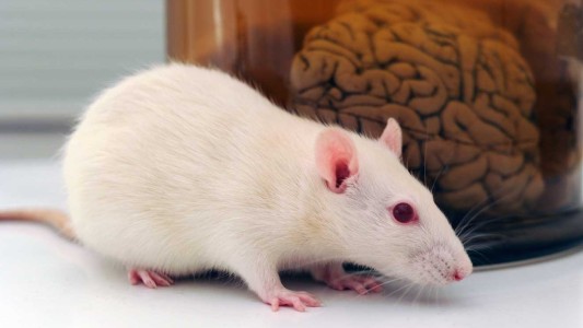 Injertan neuronas humanas a ratas con lesiones y luego de tres meses responden a estímulos visuales