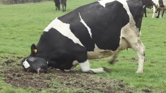 Brasil analiza un posible caso de "vaca loca"