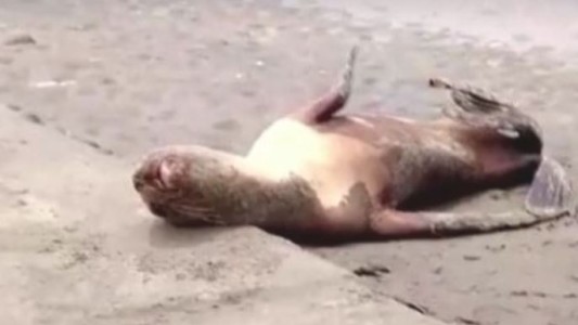 La gripe aviar mató más de 700 lobos marinos en Perú