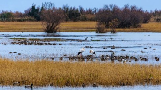 Crean una nueva reserva natural silvestre en San Clemente del Tuyú